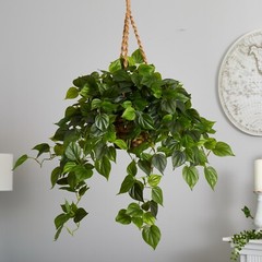 36” Philodendron Leaf Plant in Hanging Basket UV (Indoor/Outdoor). Retail $107