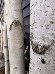 Real Fresh Live White Birch Tree 6 Feet For DIY Home Decor
