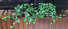 Lot of 2 Indoor Artificial Ivy Silk Ledge Plant w/ Rectangle Basket 15″
