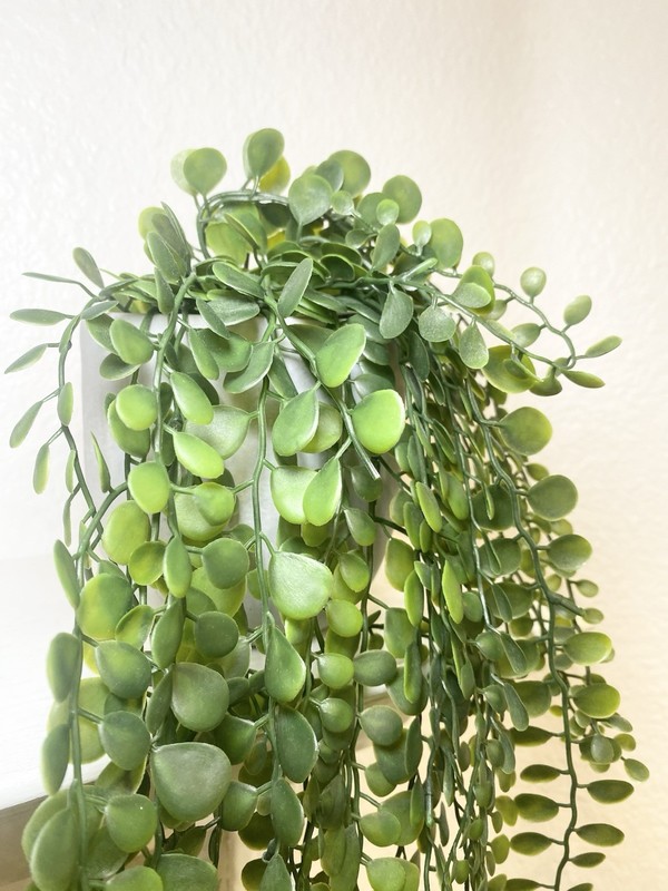 Small Artificial Trailing Button Fern gallery
