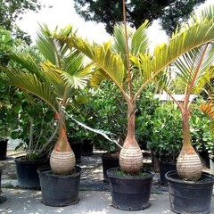 Rare Hyophorbe Lagenicaulis Bottle Palm Live Tropical Ornamental Plant