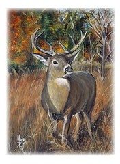 Buck Deer Printed Vinyl Decal High Quality Wall Window Car Sticker