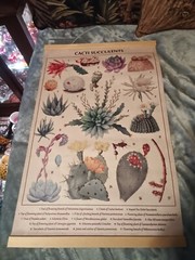 Cacti Succulents wall hanging