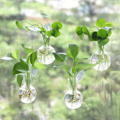 4Pack Window Propagation Stations with Suction Cups for Easy Plant Care