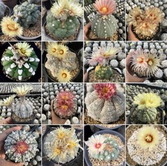 Astrophytum asterias mix -Tailand- 20seds harvest 2026
