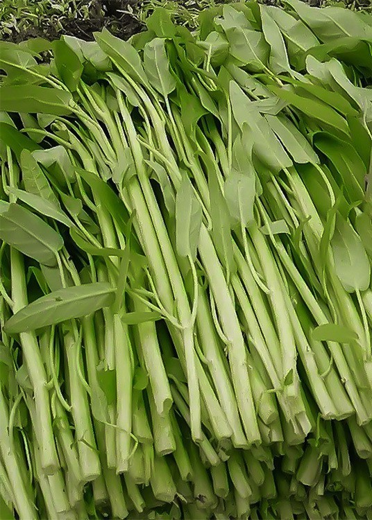 50+Green Stem KongXin Cai Seeds Ong Choy Rau Muong water spinach Vegy seeds USA gallery