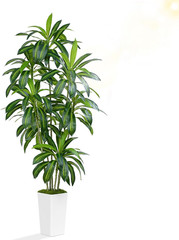7Ft Dracaena Artificial Tree – Real Touch Faux Plant for Home & Office Decor