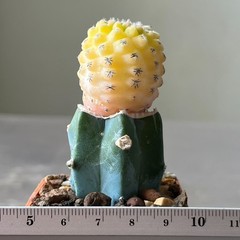 A11-970 Thelocephala napina f. variegata (Grafted)